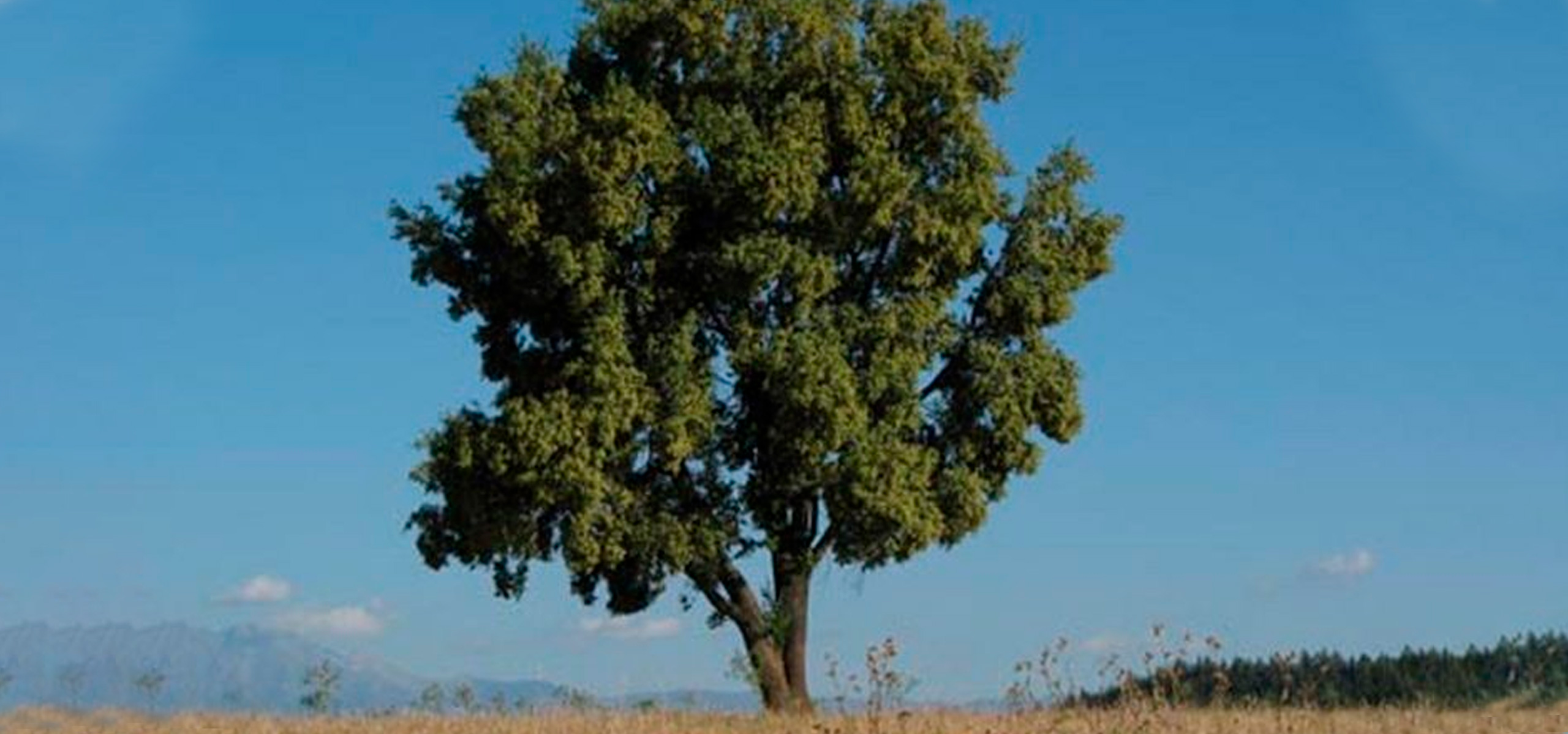 A árvore ‘indígena’ que pode ajudar no combate à covid-19