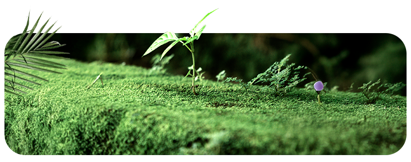 Licitações Sustentáveis: Proteger O Meio Ambiente